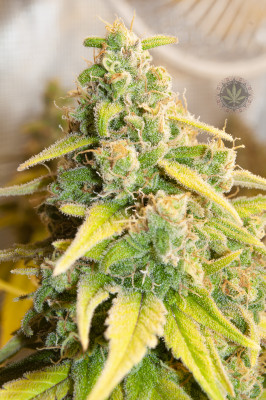 Лявото Black sugar.