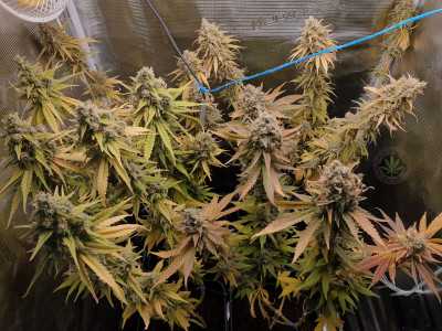 foto_no_exif (8).jpg (3.36 MiB) Преглеждано 1049 пъти Ракетите преди за последно да им угасне лампата