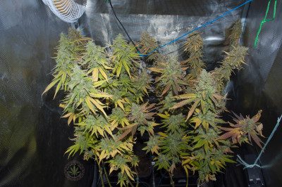 foto_no_exif (9).jpg (3.37 MiB) Преглеждано 1049 пъти Преди брането