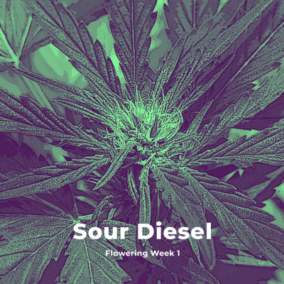 Sour-Diesel-Auto-Bloom-W1