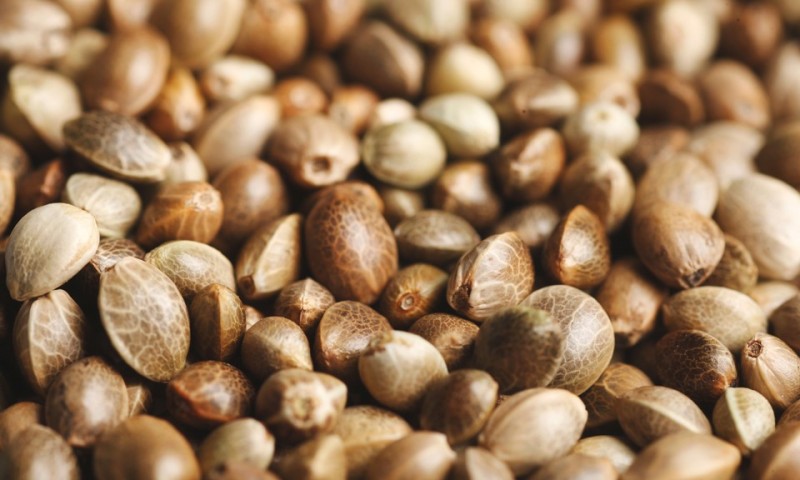 cannabis-seeds-101-all-you-need-to-know-and-more.jpg