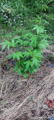 BlueIce OG2.jpg