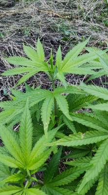 CriticalPurpleKush02.jpg