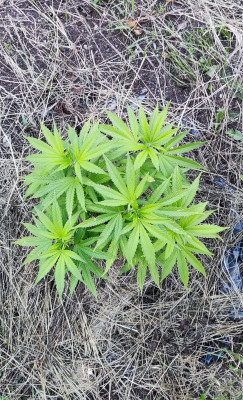 CriticalPurpleKush03.jpg