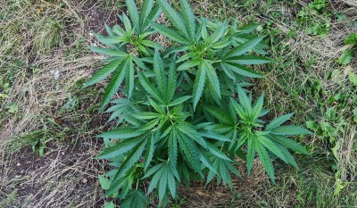 Critical Purple Kush2.jpg