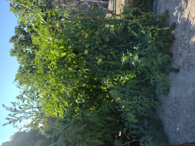 IMG_20220803_162518639.jpg