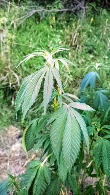 Blue Ice Og2.jpg