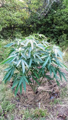 Critical Purple Kush2.jpg