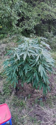 Critical Purple Kush.jpg