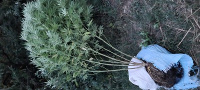 Хермито R.I.P