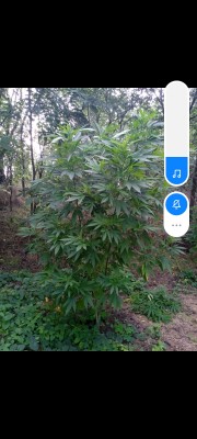 Монстер Ева