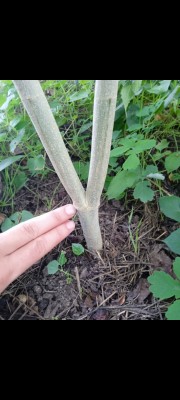 Монстер Ева