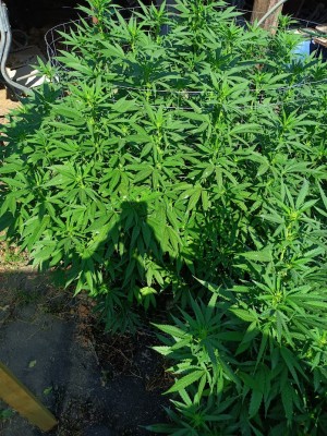 Cataract Kush e в цъфтеж.