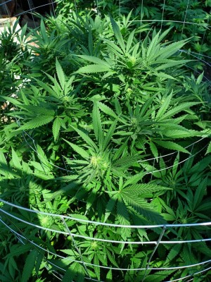 Holy Graal  е най-напреднал в цъфтежа си.