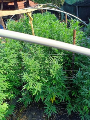 От дясно - Cosher Cookies и снимка на конструкцията на парника ,който си направих от полипропиленови тръби.