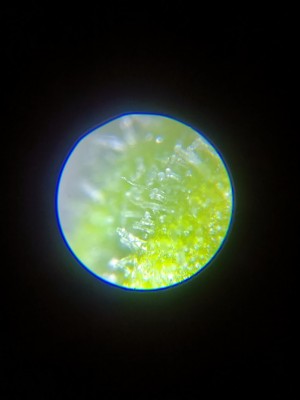 Трихоми на Holy Graal - прозрачни.