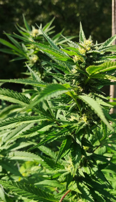 Blue Ice OG2.jpg