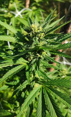 Blue Ice OG3.jpg