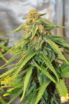 foto_no_exif (1).jpg