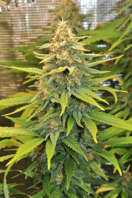 foto_no_exif (2).jpg