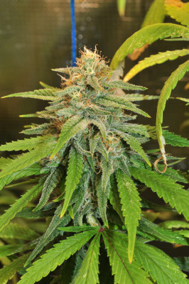 foto_no_exif (3).jpg