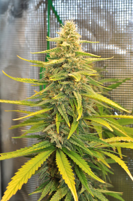 foto_no_exif (4).jpg