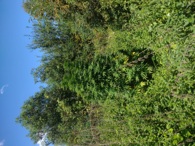 IMG_20220912_123941119.jpg