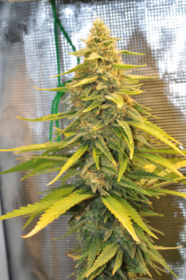 foto_no_exif (1).jpg