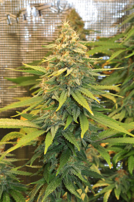 foto_no_exif (2).jpg