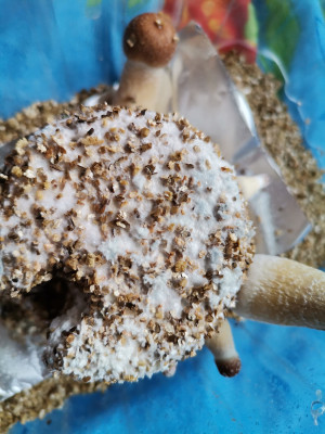 Синьото оцветяване което споменах