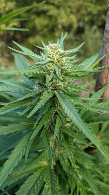 Black Sugar3.jpg
