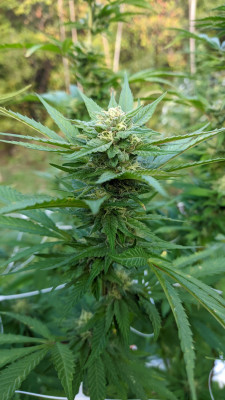 BlueIceOg2.jpg