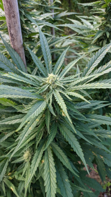 CriticalPurpleKush2.jpg