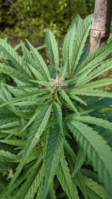 The White OG3.jpg