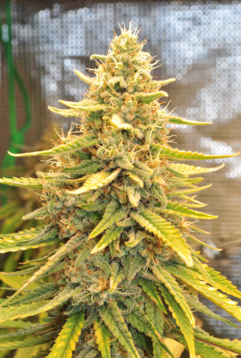 foto_no_exif (1).jpg