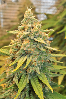 foto_no_exif (2).jpg