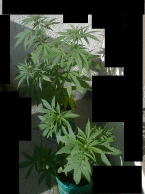 002 - Copy.jpg