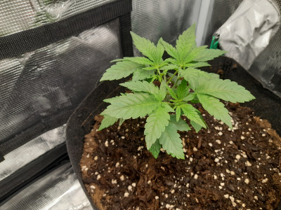 LEGENDARY OG