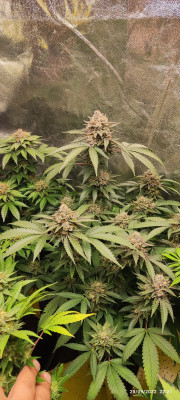 CriticalPurpleKush.jpg