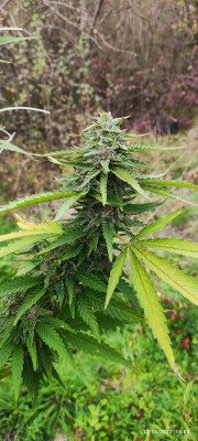 BlackSugar4.jpg