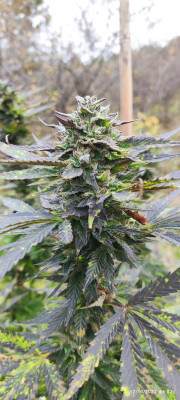 BlueIceOg3.jpg