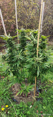 CriticalPurpleKush.jpg