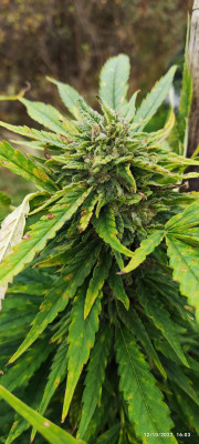 CriticalPurpleKush3.jpg