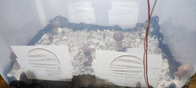 v01-261.jpg