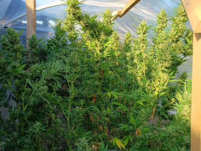Cataract Kush