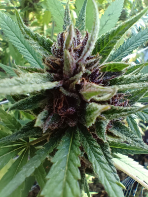 Kosher Cookies Ultra Micro