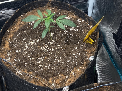 3 Bears Og