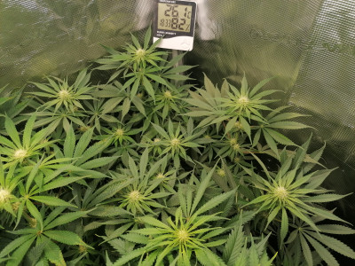 Critical