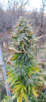 black Sugar2.jpg