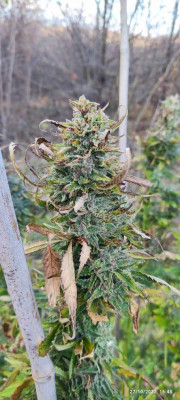 black Sugar3.jpg